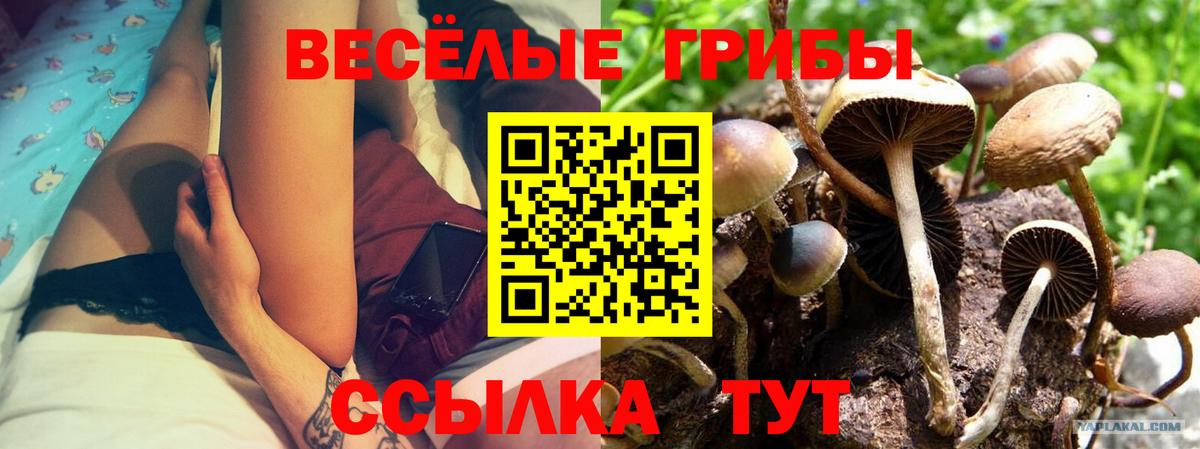 Братск  Псилоцибиновые грибы прущие грибы  Вход с VPN 
