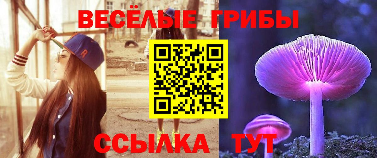 Псилоцибиновые грибы Psilocybe Братск